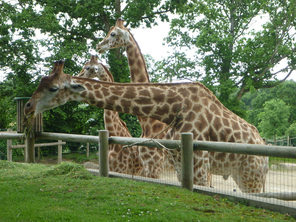 Giraffe, Zoo de Champrépus