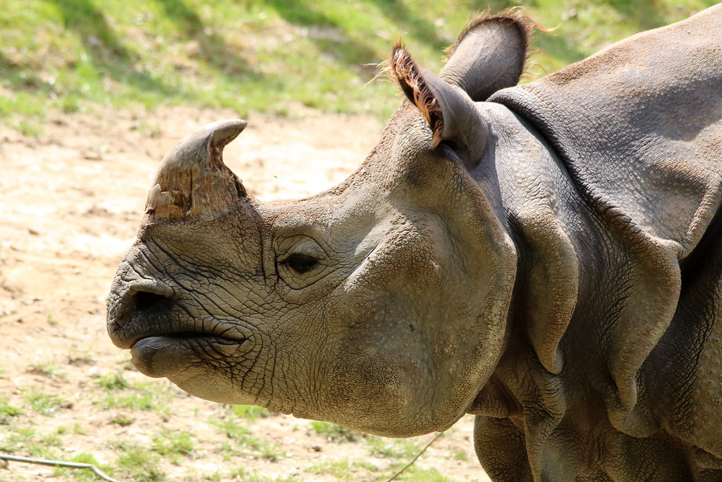 Rhinocéros de branféré