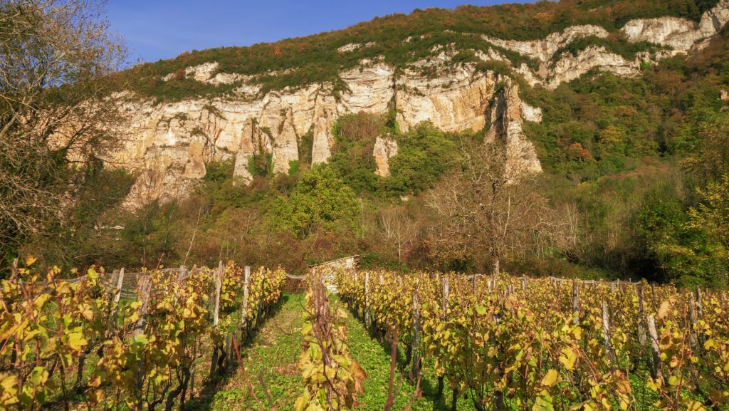 Saumur viticole
