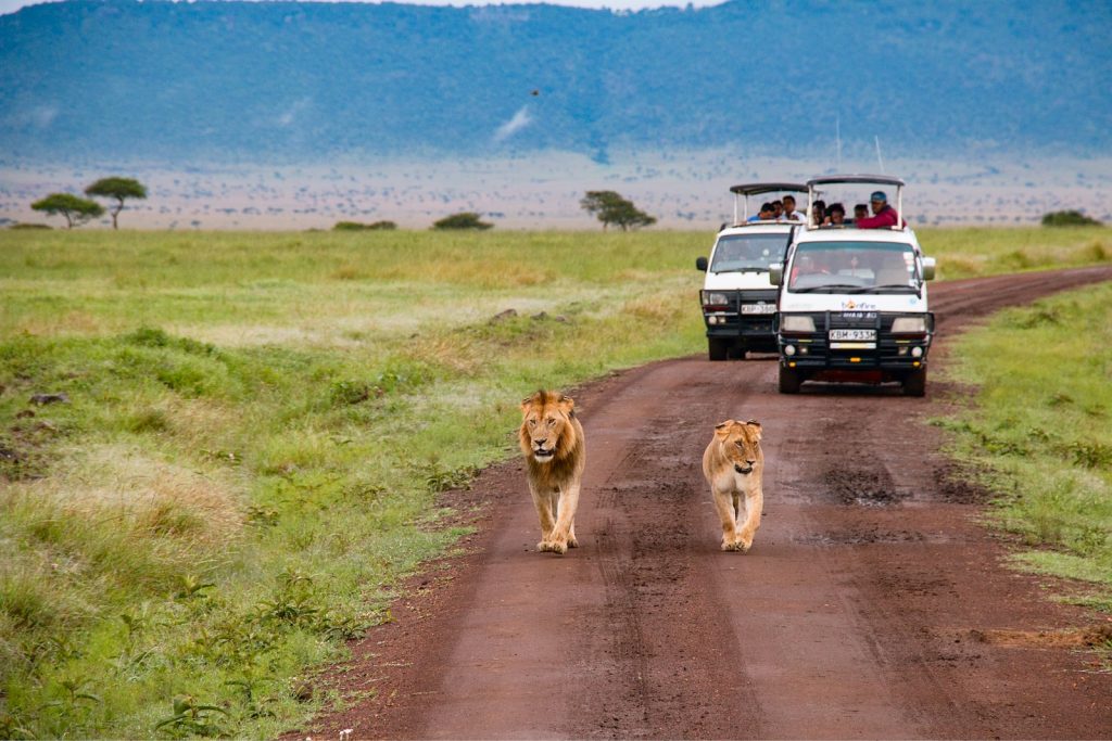 Lions du kenya