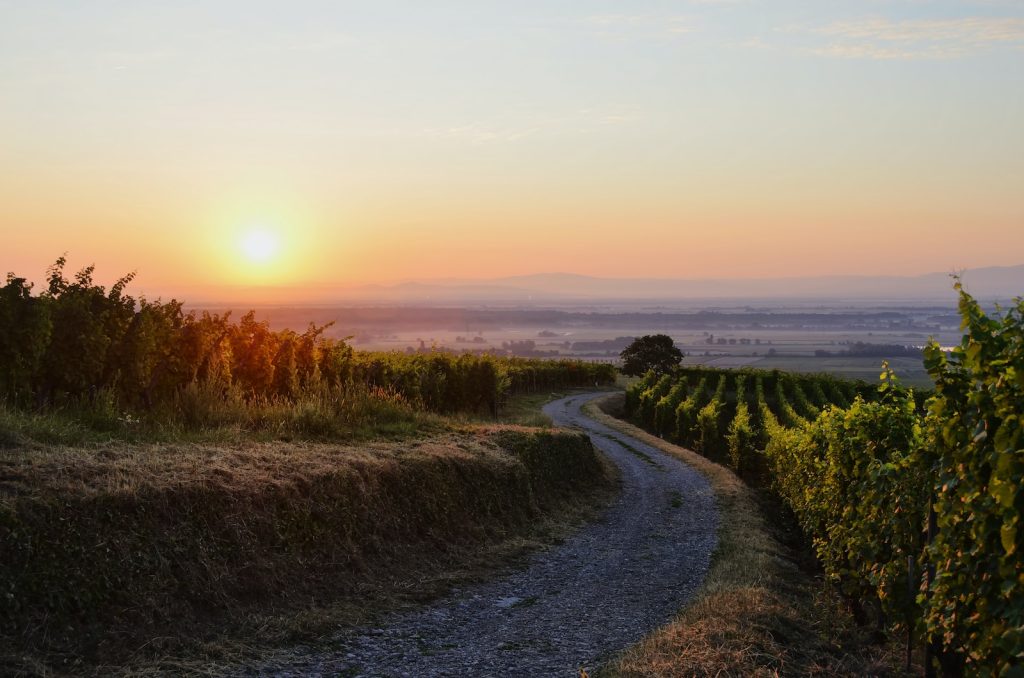 route des vins eguisheim