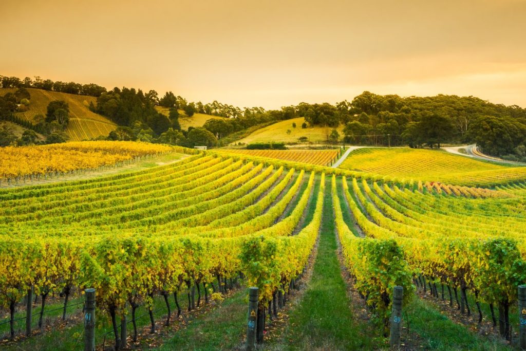 Un vignoble avec des rangées de vignes au coucher du soleil.