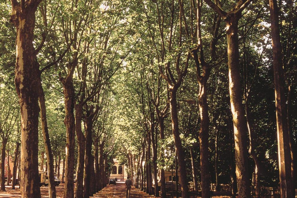 Une rangée d'arbres alignés dans un parc.