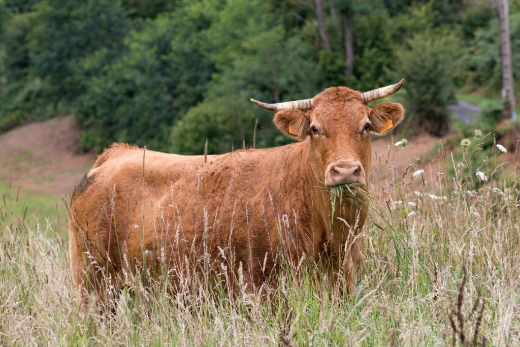 Une vache brune debout dans les hautes herbes.