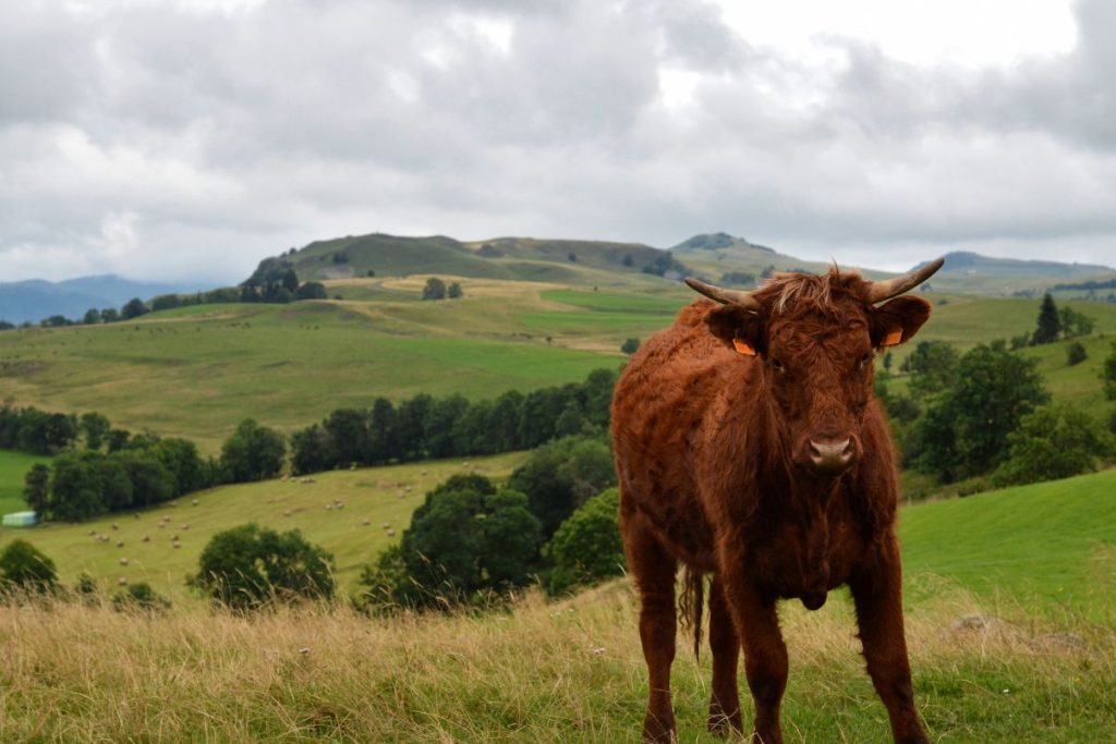 Une vache brune debout dans un champ herbeux.