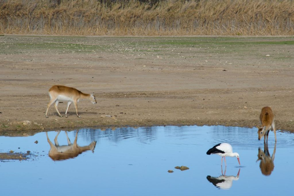 Un groupe de cerfs et une cigogne dans un étang.