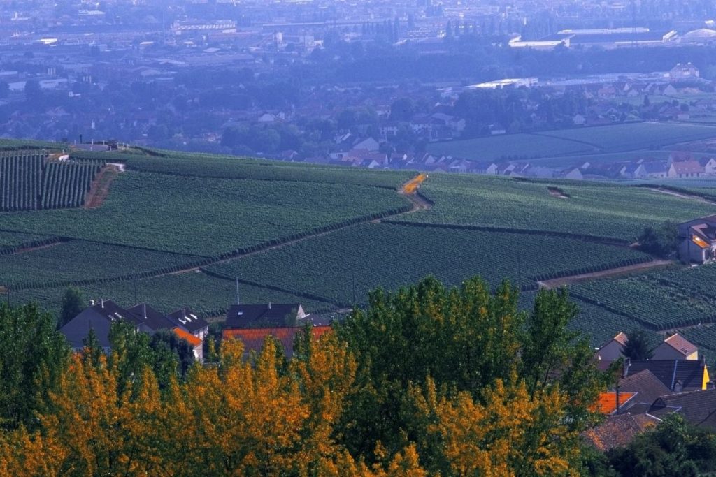 Une vue sur une colline avec des maisons et des vignes.