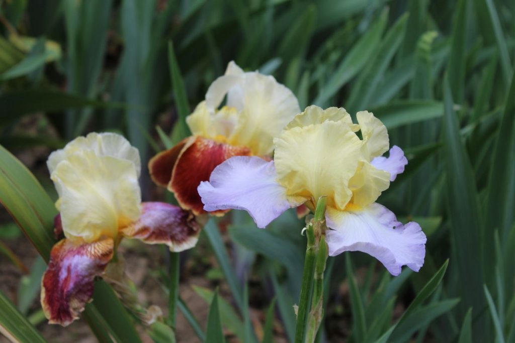 Trois fleurs d'iris poussent dans un jardin.