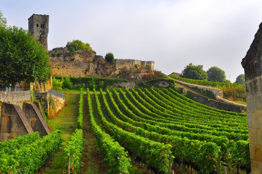 Un vignoble avec des rangées de vignes et un château en arrière-plan.