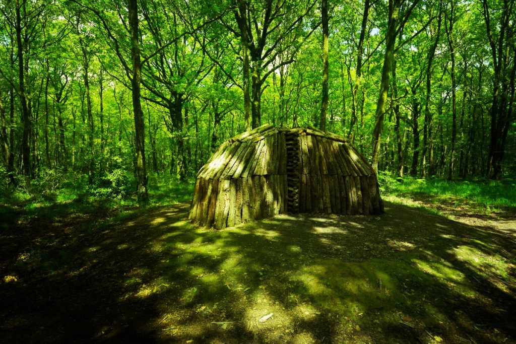 Une cabane en bois au milieu d'une forêt.
