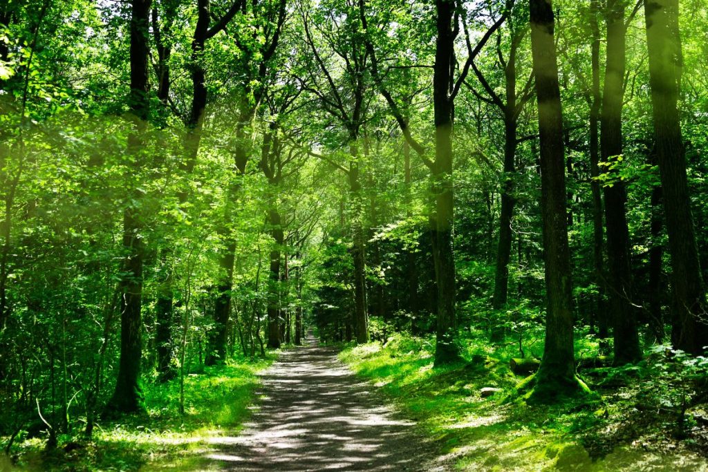 Un chemin à travers une forêt verte avec la lumière du soleil qui brille à travers les arbres.