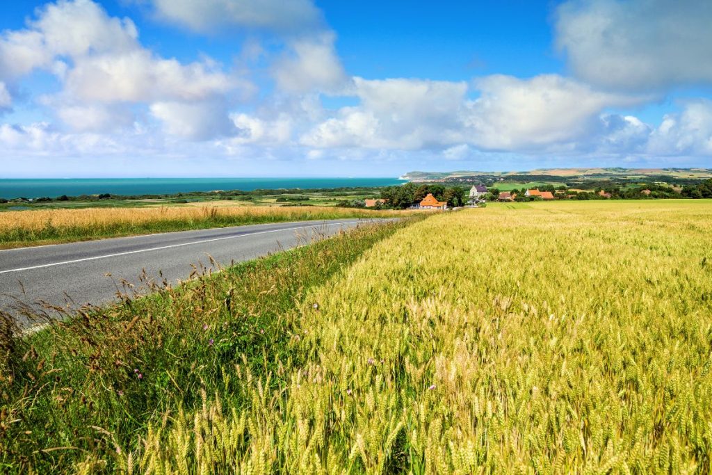 Une route dans un champ de blé.