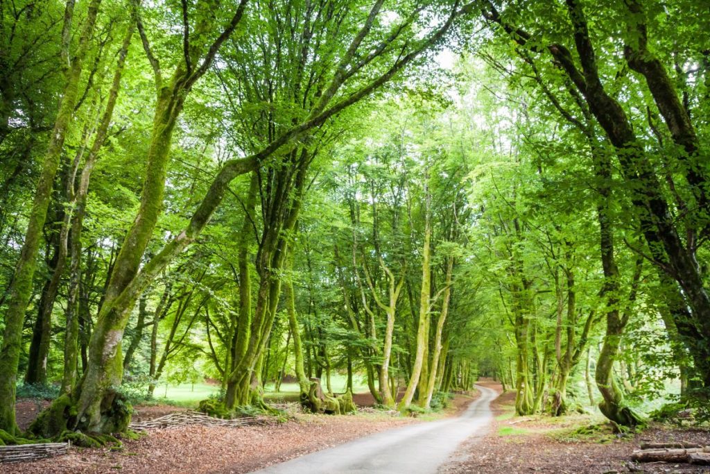 Un chemin de terre entouré d'arbres verts dans une forêt.
