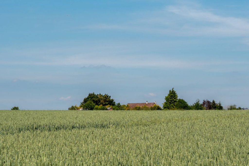 Un champ de blé avec une maison en arrière-plan.