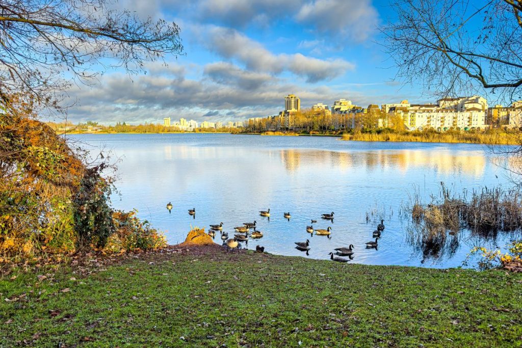 Canards et oies sur un lac près d’une ville.