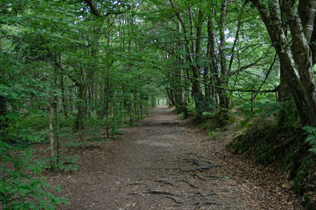 Un chemin dans une zone boisée avec beaucoup d'arbres.