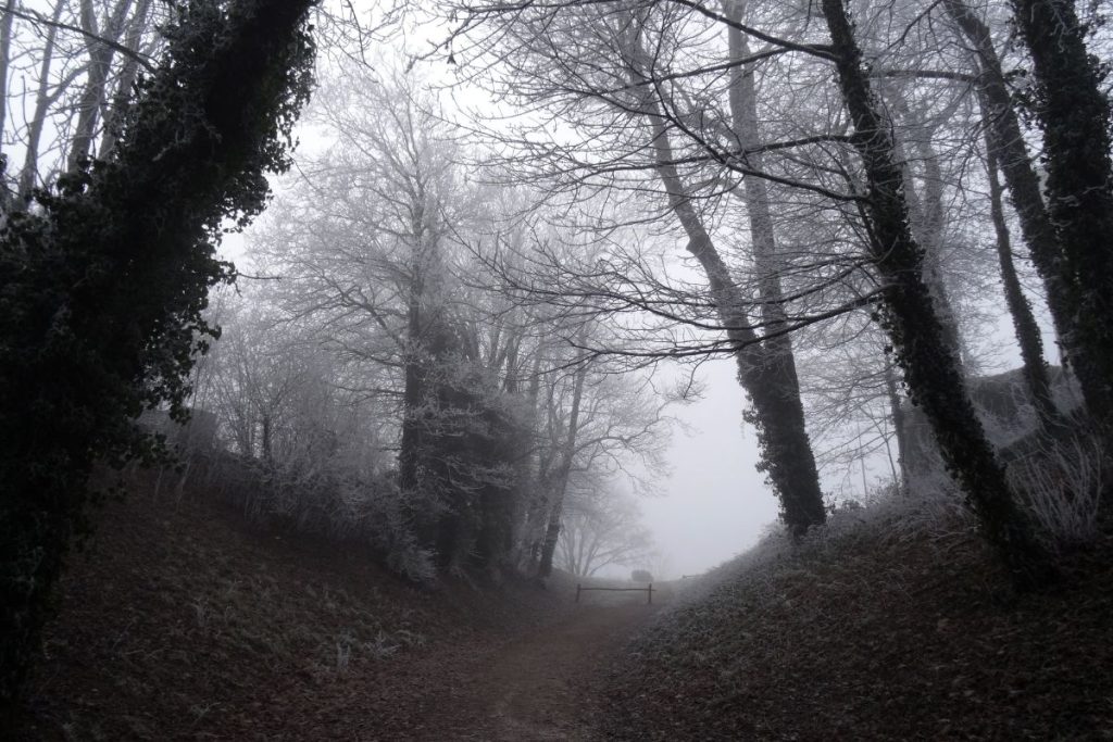 Un chemin à travers une forêt couverte de givre.