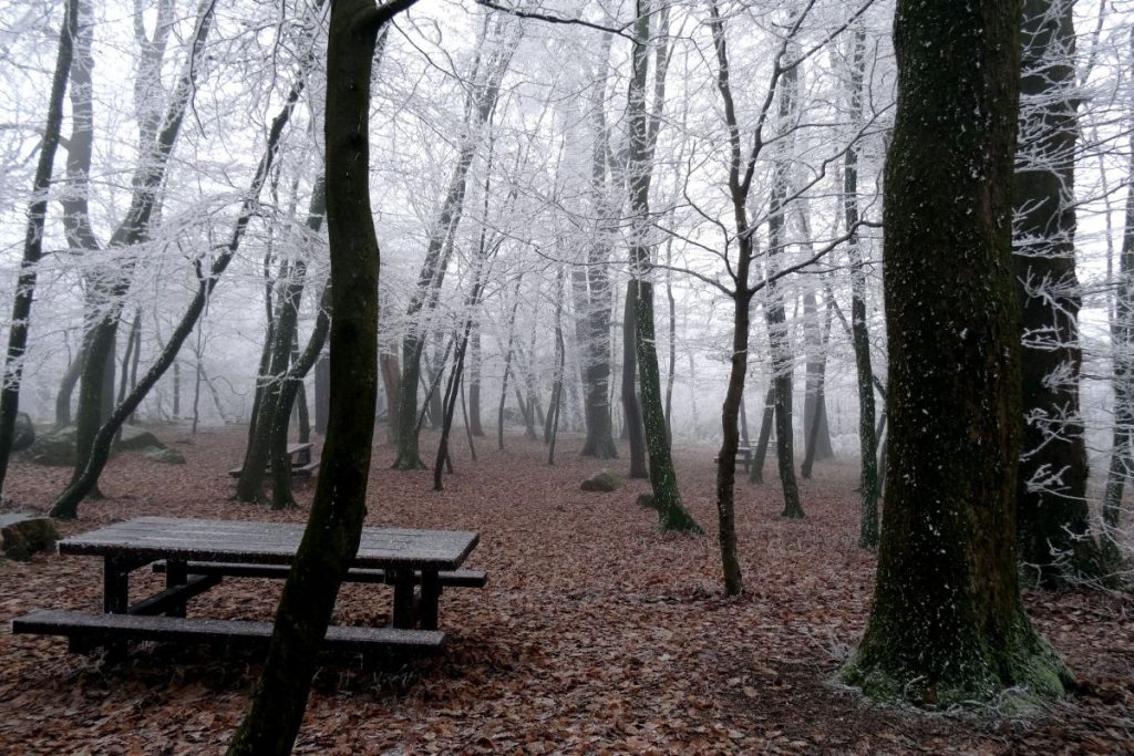 Une table de pique-nique se trouve au milieu d’une forêt couverte de givre.