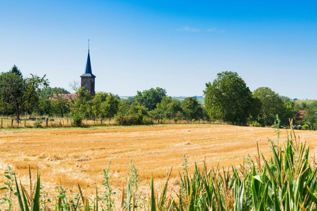 Un champ de blé avec une église en arrière-plan.