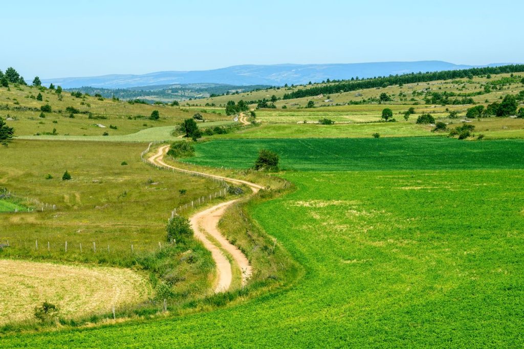 Un chemin de terre dans un champ vert.