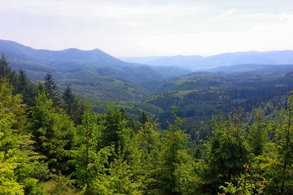Une vue sur une forêt dans les montagnes.