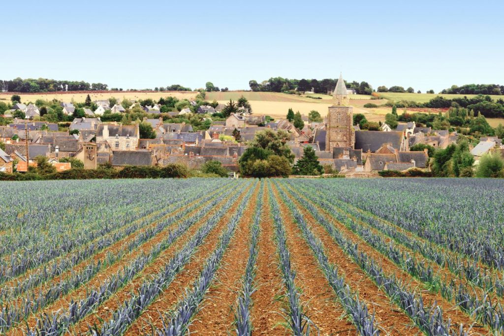 Un champ d'oignons avec un village en arrière-plan.
