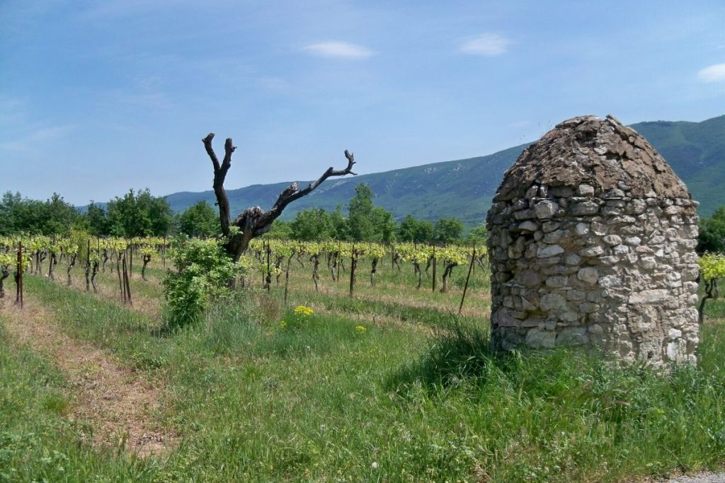 Une structure en pierre au milieu d'un vignoble.