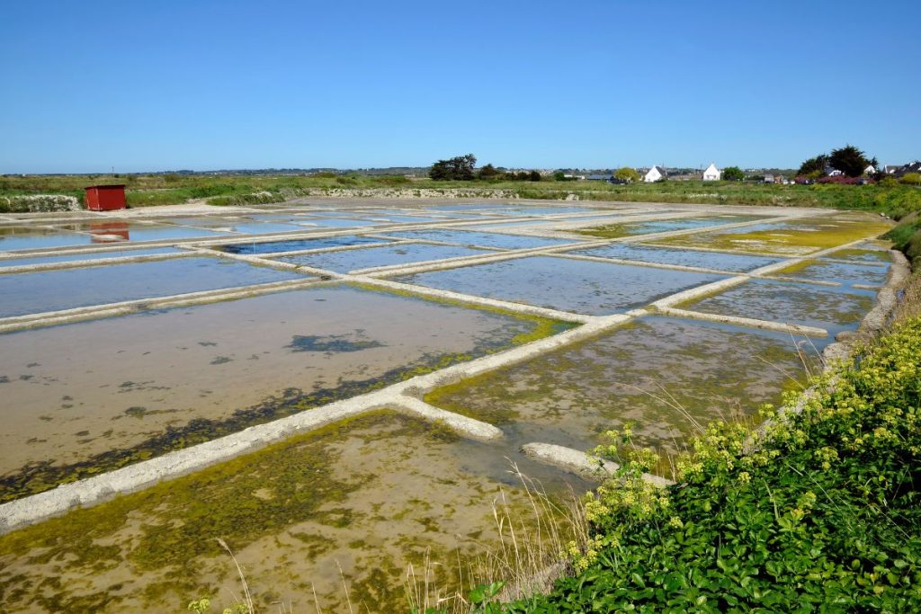 Étangs d'évaporation de sel par une journée ensoleillée, présentant des sections géométriquement disposées remplies d'eau peu profonde et d'algues, bordées d'une verdure luxuriante et d'un ciel bleu clair.