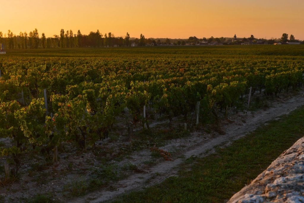 Un vignoble au coucher du soleil avec des rangées de vignes luxuriantes, un chemin de terre sur le côté et une vue lointaine sur les arbres et les maisons sous un ciel doux.