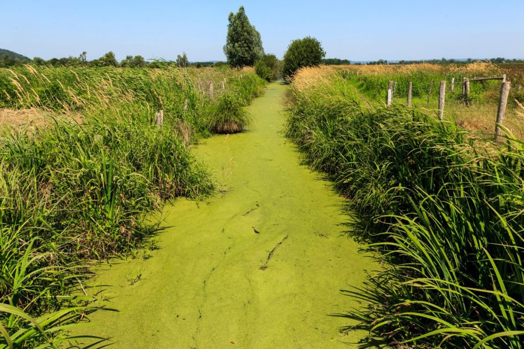 Un canal d'eau étroit recouvert d'algues vertes, flanqué d'herbes hautes sous un ciel bleu clair.