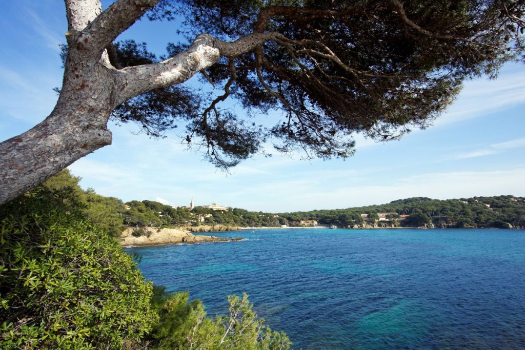 Un paysage côtier avec un grand arbre au premier plan surplombant une mer bleu clair, avec un feuillage vert et des bâtiments lointains.