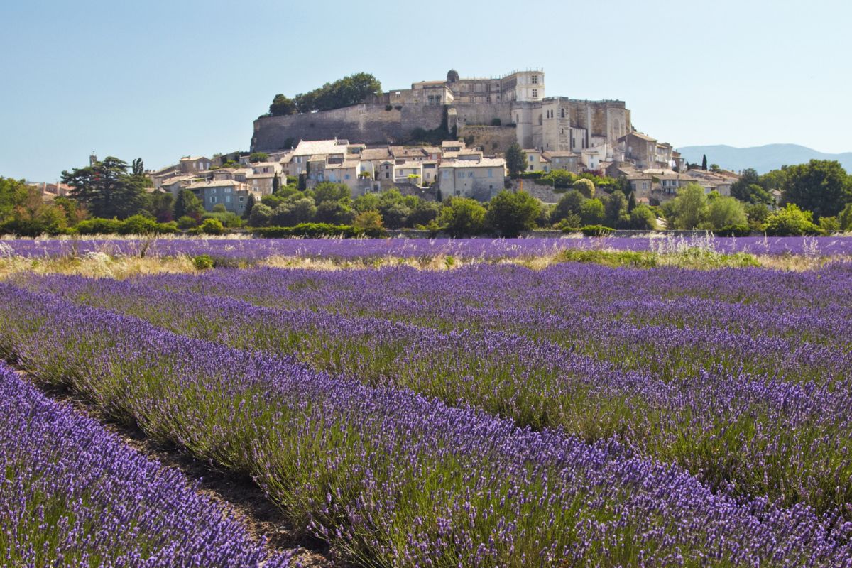 Champ de lavande en fleurs avec en arrière-plan, sous un ciel dégagé, un village historique fortifié construit sur une colline.