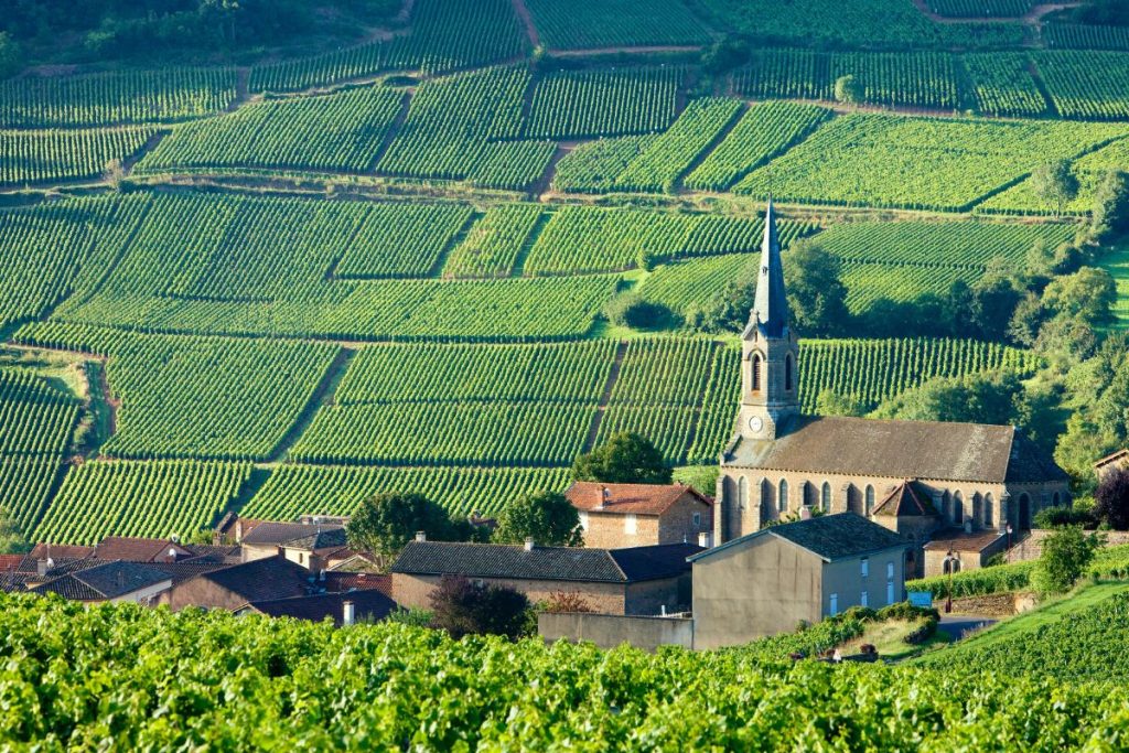 Une église avec un haut clocher se dresse parmi des bâtiments, entourée de vastes vignobles verdoyants dans un paysage rural.