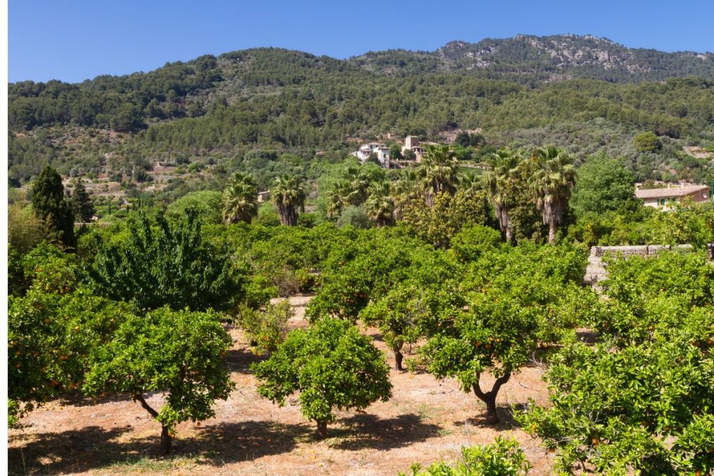 Une orangeraie aux arbres verts et aux fruits mûrs, sur fond de collines couvertes d'une forêt dense et de quelques bâtiments épars sous un ciel bleu clair.
