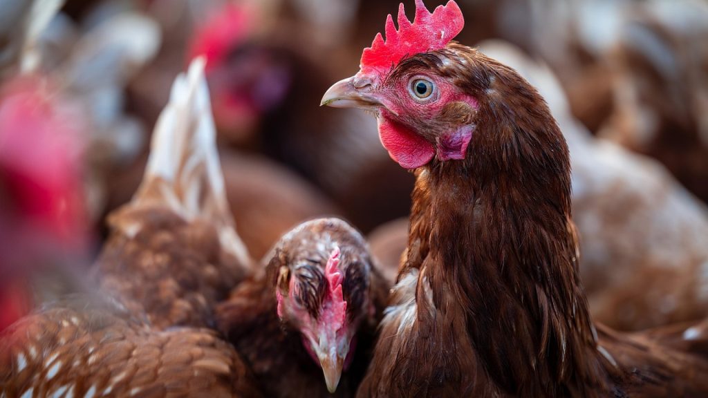 Comment installer un enclos à poules dans le jardin ?