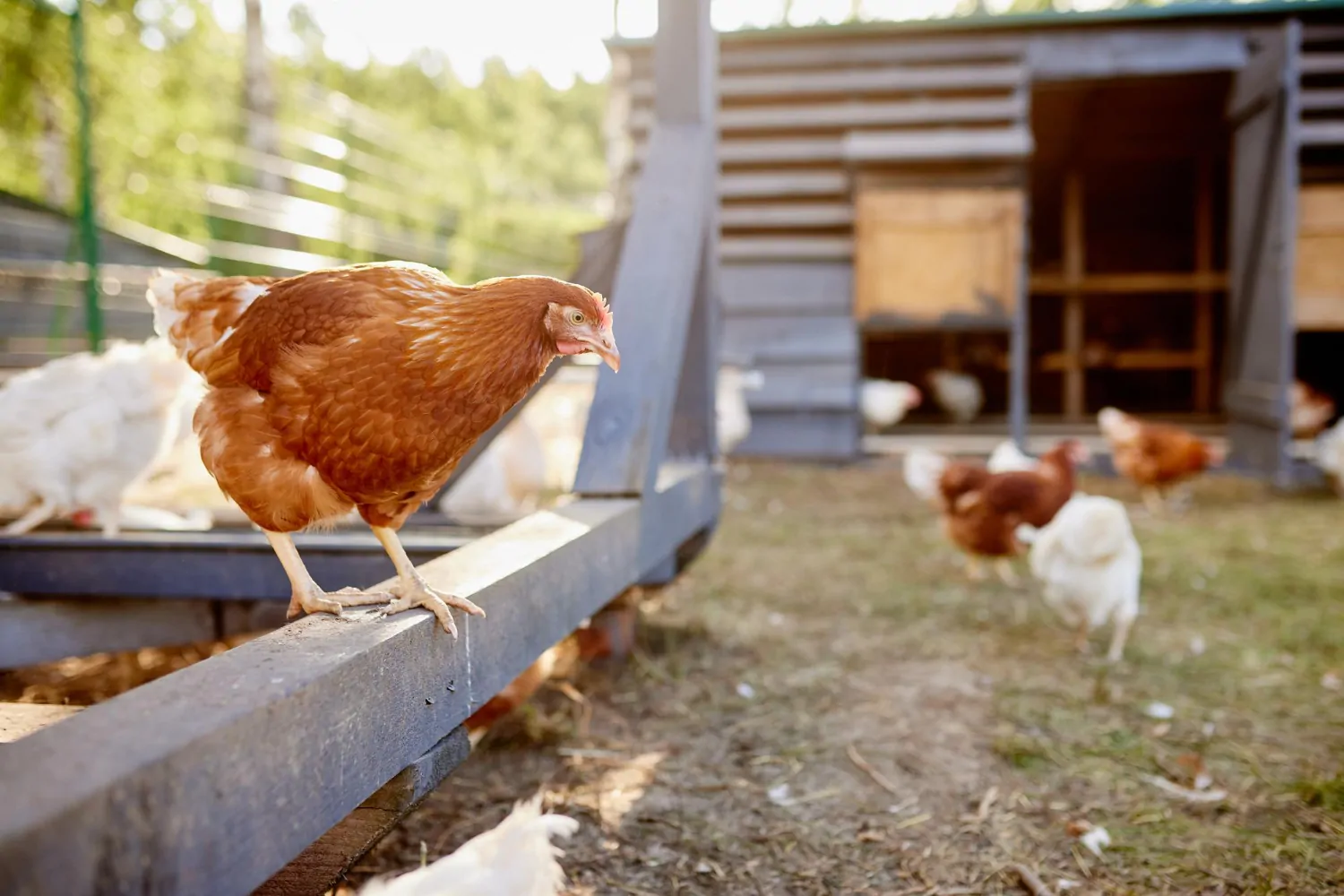 Élevage de poulets par temps ensoleillé Élevage de poulets fermiers