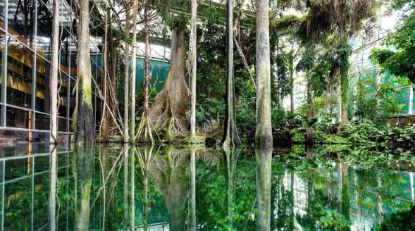 Jardin tropical intérieur avec de grands arbres, une végétation luxuriante et un bassin miroitant, entouré de parois vitrées et doté d'une haute voûte.